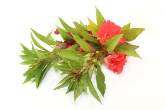 Chinese medicinal herb against a white background
