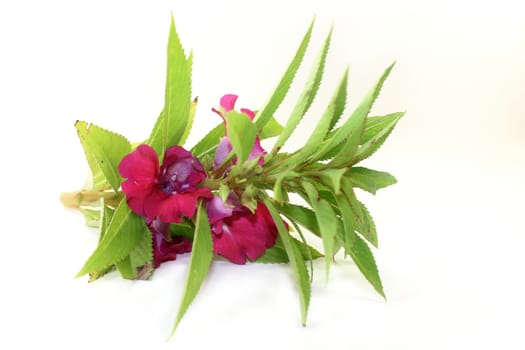 Chinese medicinal herb against a white background