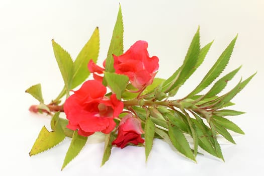 Chinese medicinal herb against a white background