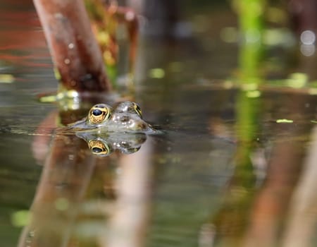 Close up on eyes of a frog in a pond