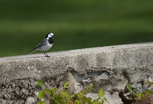 White wagtail, motacilla alba, on a wall