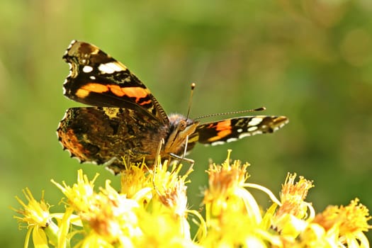 Admiral (Vanessa atalanta) on Fuchschem Greiskraut (Senecio ovatus)