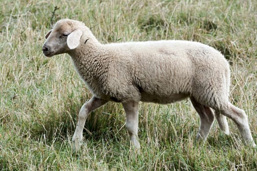 young sheep