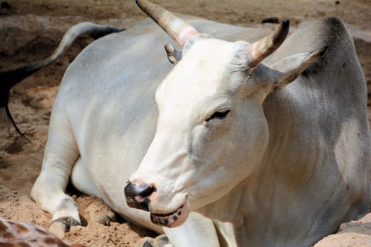 Zebu