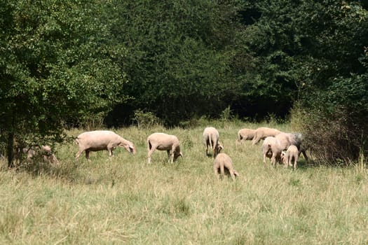 Flock of sheep