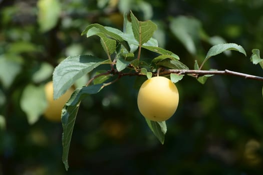 wild Mirabelle
