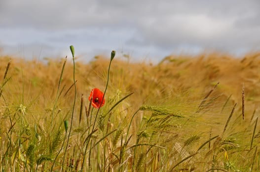 Kornfeld