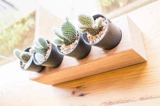 Little cactus plant decorated wooden table, stock photo