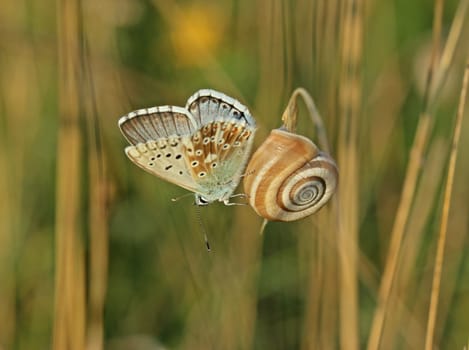 Silver-green blueon on heath snail