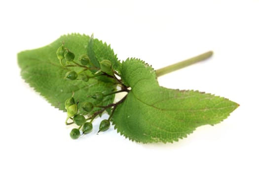 Chinese medicinal herb against a white background