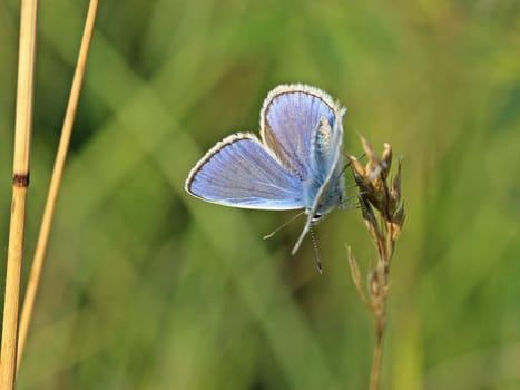 Hauhechel-Bläuling (Polyommatus icarus)