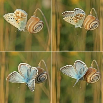 Awakening of a blueling in the morning