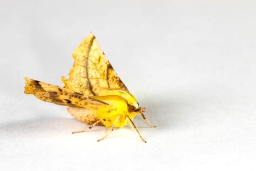 Yellow spotted bear (Spilosoma lutea)