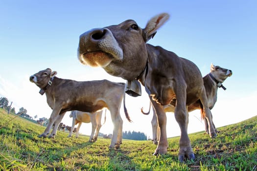 Wide-angle view of young cows