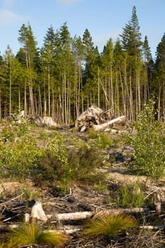 Logging clearcutting practice leaves forest looking barren right by the road.