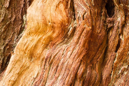 The multi color grain of a large wood Cedar Tree