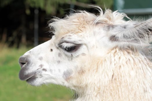 A female young llama