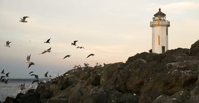 Birds get spooked flying towards Puget Sound near Fort Worden Fort Worden