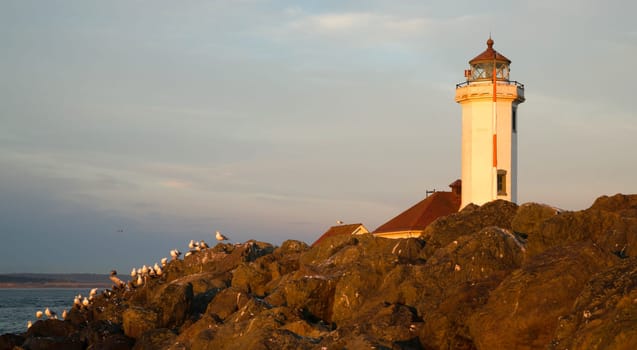 Birds rest soaking the sun on Puget Sound near Fort Worden Fort Worden