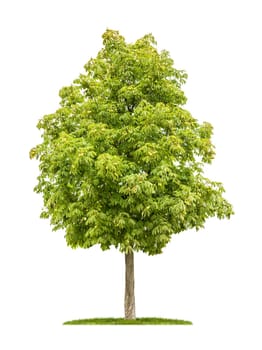 exempted horse chestnut against a white background