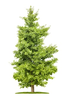 Exempted ginkgo tree against a white background