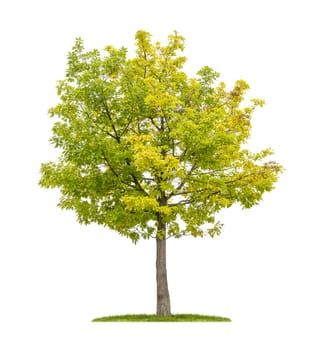 Exempted American oak against a white background