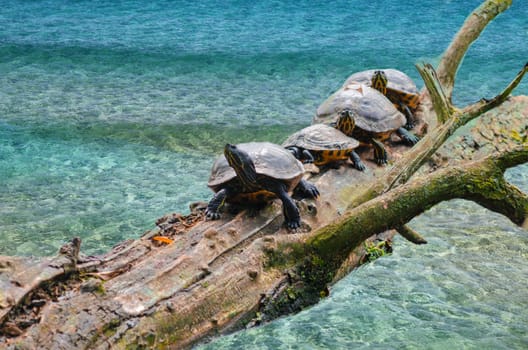 Four yellow-cheeked tortoises on a tree trunk