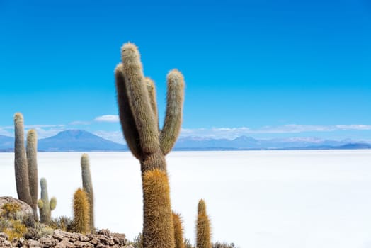 Cactus on Island Incahuasi with the Uyuni Salt Flats visible below in Bolivia