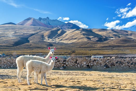 Two white llamas with a dramatic volcano rising in the background in the town of Coqueza near Uyuni, Bolivia
