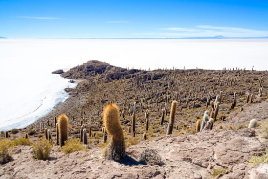 View of cactus covering Island Incahuasi with the Uyuni Salt Flats stretching out below in Bolivia