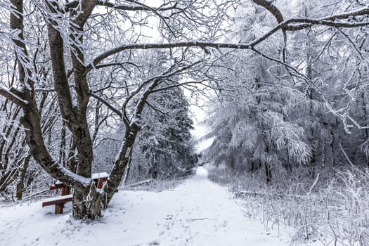 Winter on the Wasserkuppe in the Rhön