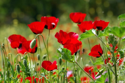 Poppy flowers in green field. Spring season abstract background.