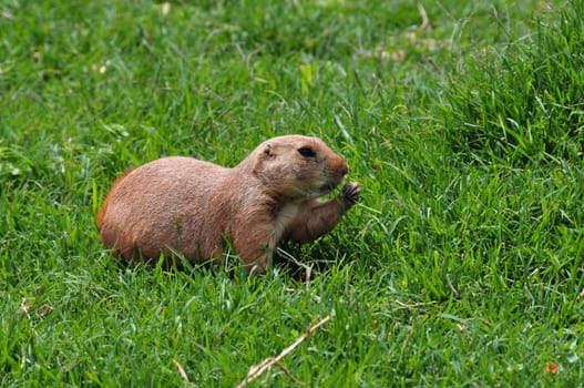 Black-tailed prairie dog rodent eating grass. Animal in natural environment.