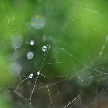 Spider web and rain drops macro. Abstract nature background.