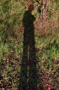 Shadow of man on forest floor with grass and brown autumn leaves. Nature abstract.