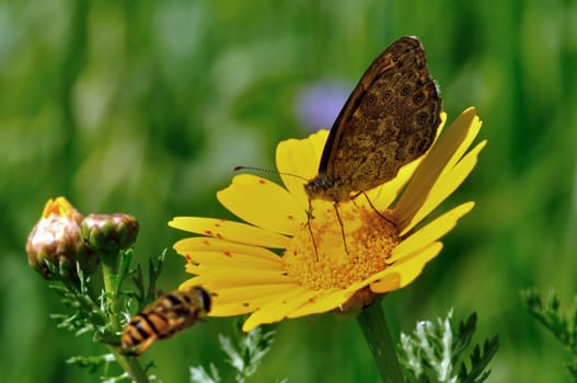 Bee flying next to butterfly feeding on yellow flower nectar. Busy spring day.