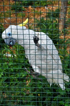 Sulphur crested cockatoo exotic bird.