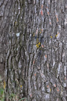 Tree trunks background wood texture nature abstract. Selective focus.