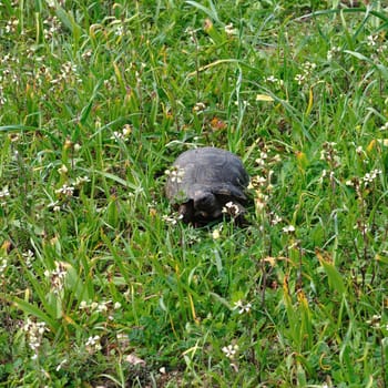 Turtle among grass and flowers. Spring nature background.