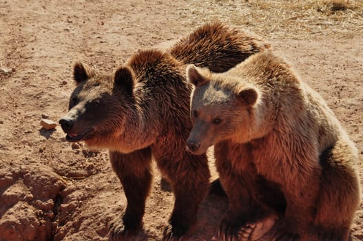 Two brown bears male and female wild mammal animals.