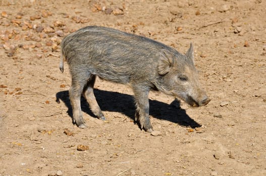 Wild boar piglet feeding on figs. Young animal.