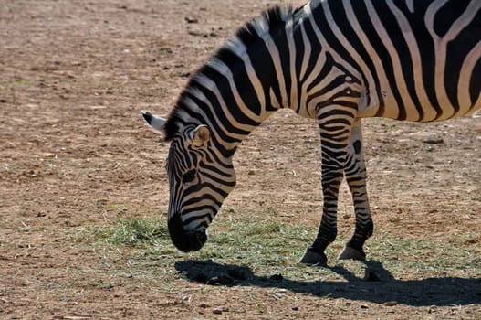 Zebra eating grass. Wild animal at the zoo.