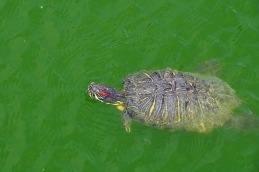 Red-eared slider turtle swimming in a pond. Reptile animal in natural environment.