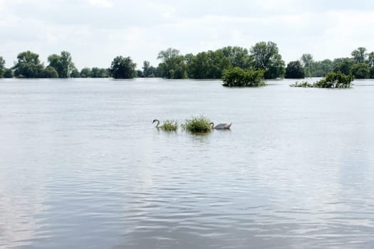 Two swans swim on the water during a flood. Recorded in the Elbtalaue,a nature reserve on the Elbe.