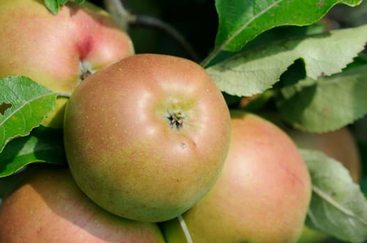 Apples without (New York)