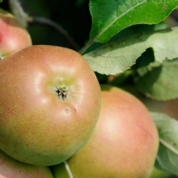 Apples without (New York)