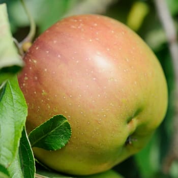Apples without (New York)