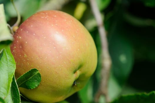 Apples without (New York)