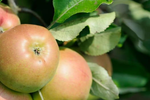 Apples without (New York)