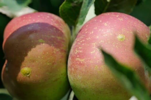 Apples without (New York)